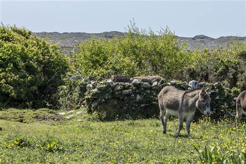 Donkeys in Ireland - Abbeyglen Castle Clifden