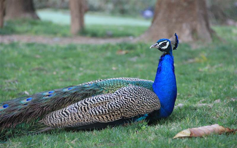 Gopal Peacock