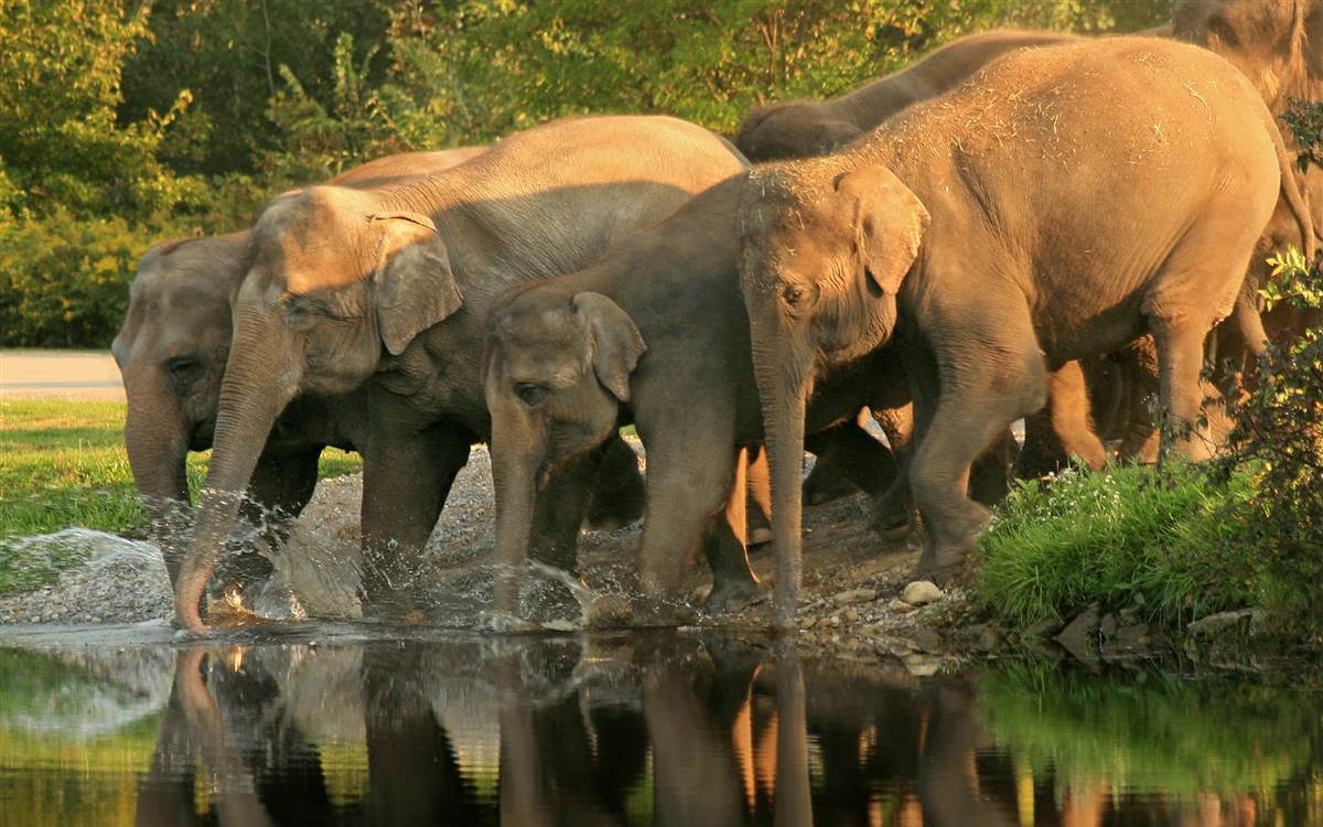 Elephants at Rajaji National Park. Things to do staying in Ananda Spa, luxury hotel in The Himalayas