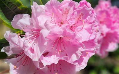 rhododendron garden flower