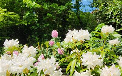 rhododendrons flowers