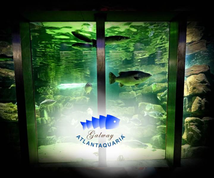 Website Accordion 720x600 (6)
