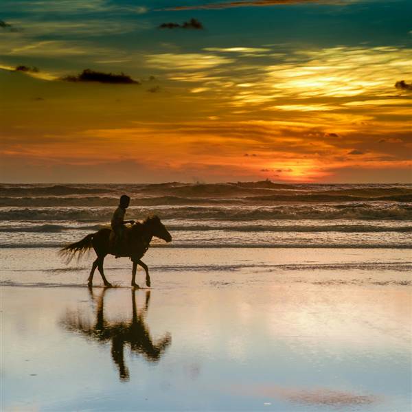 Sea Horse