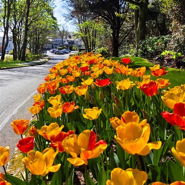 tulips2025