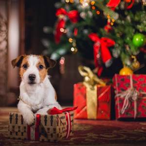 christmas pet image