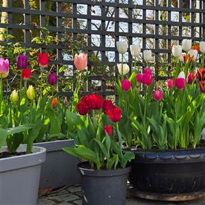 tulip display2