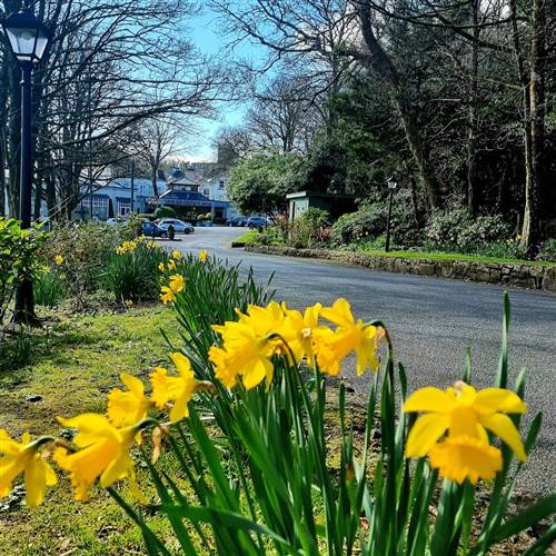 Ardilaun  daffodils