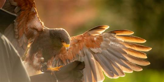 Falconary at Ballynahinch