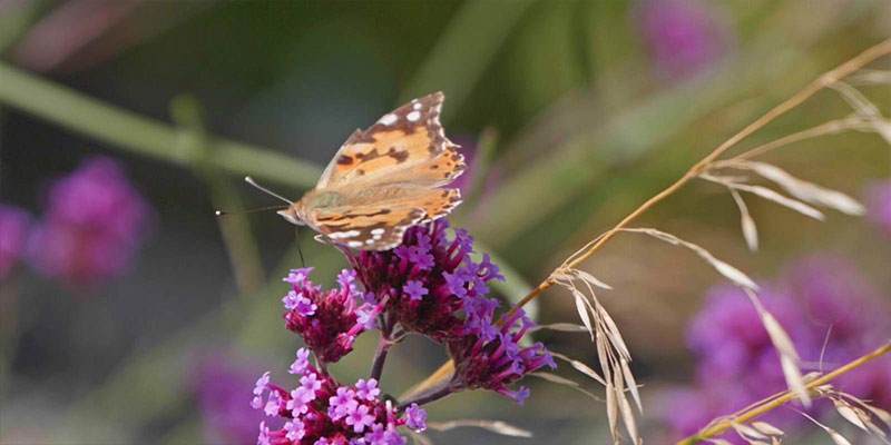 Ballynahinch Walled Garden Interview Mom
