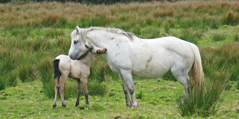 Connemara Pony