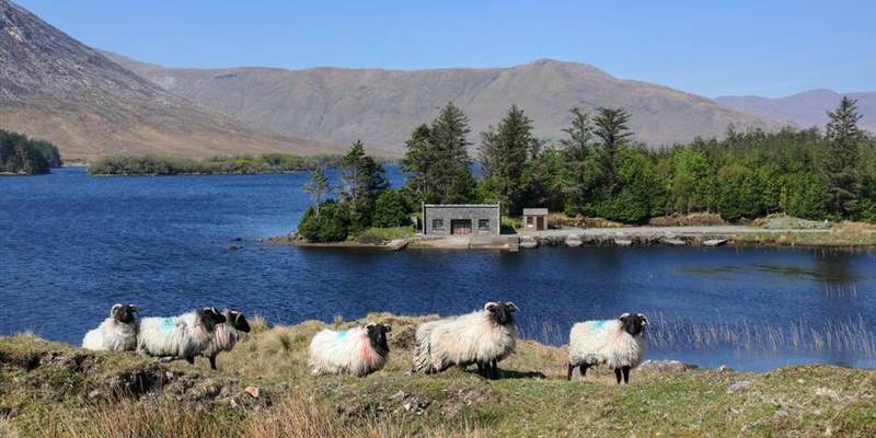 Sheep, Connemara, Co Galway Social Media