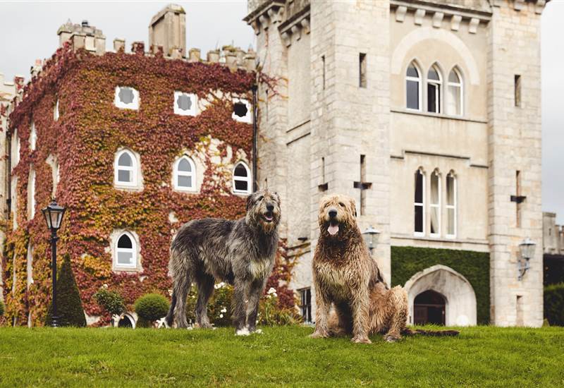 Irish Heritage and Hospitality at Cabra Castle this St. Patricks Day