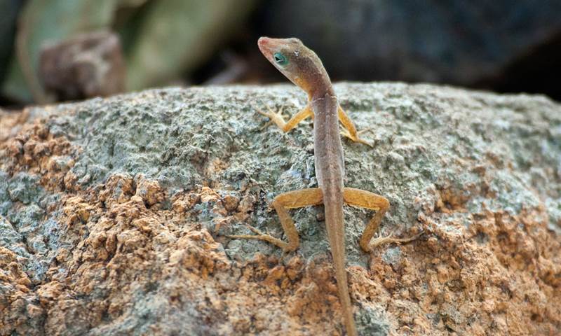 Anguilla Experiences Families Lizards