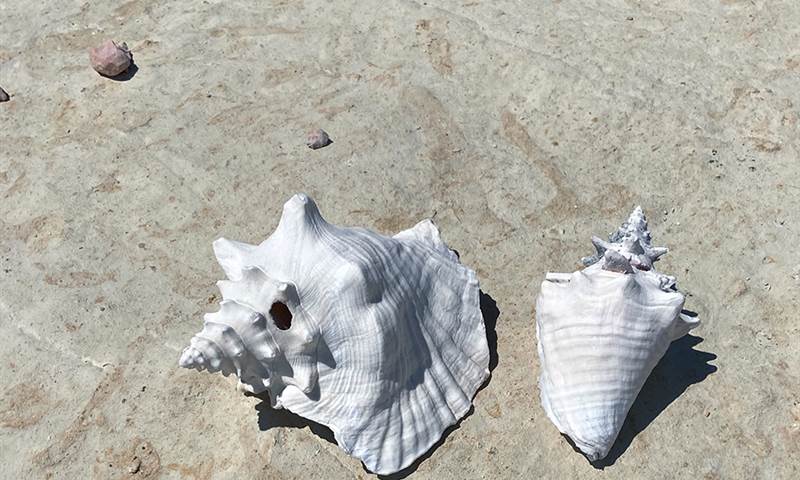 Anguilla Expeiences Families Shells