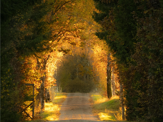 Autumn Image