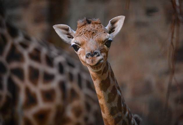 Chester zoo