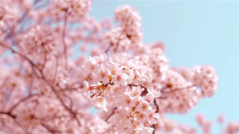 Spring in the City
