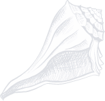 seashell 2