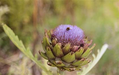 Fernhill House Gardens