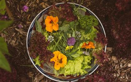 Foraging at Fernhill Gardens