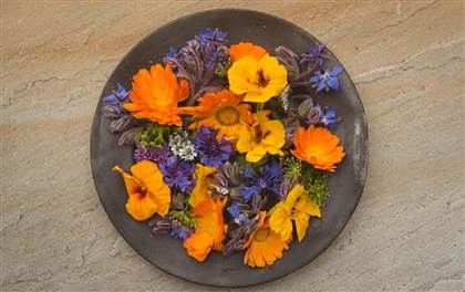 Foraging for edible flowers at Fernhill 