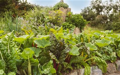 Vegetable Patch at Fernhill House Hotel