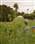Fernhill Garden Marquee and Wild Flower 