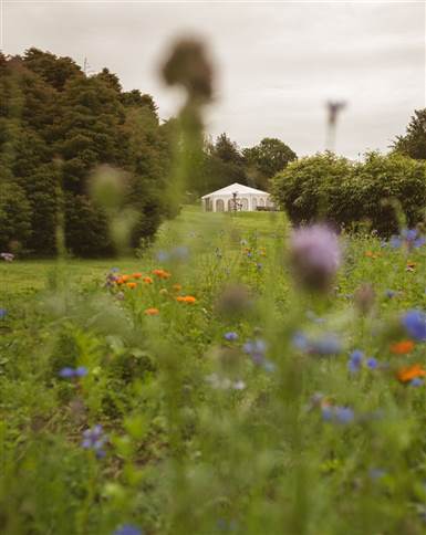 Fernhill Garden Marquee and Wild Flower 