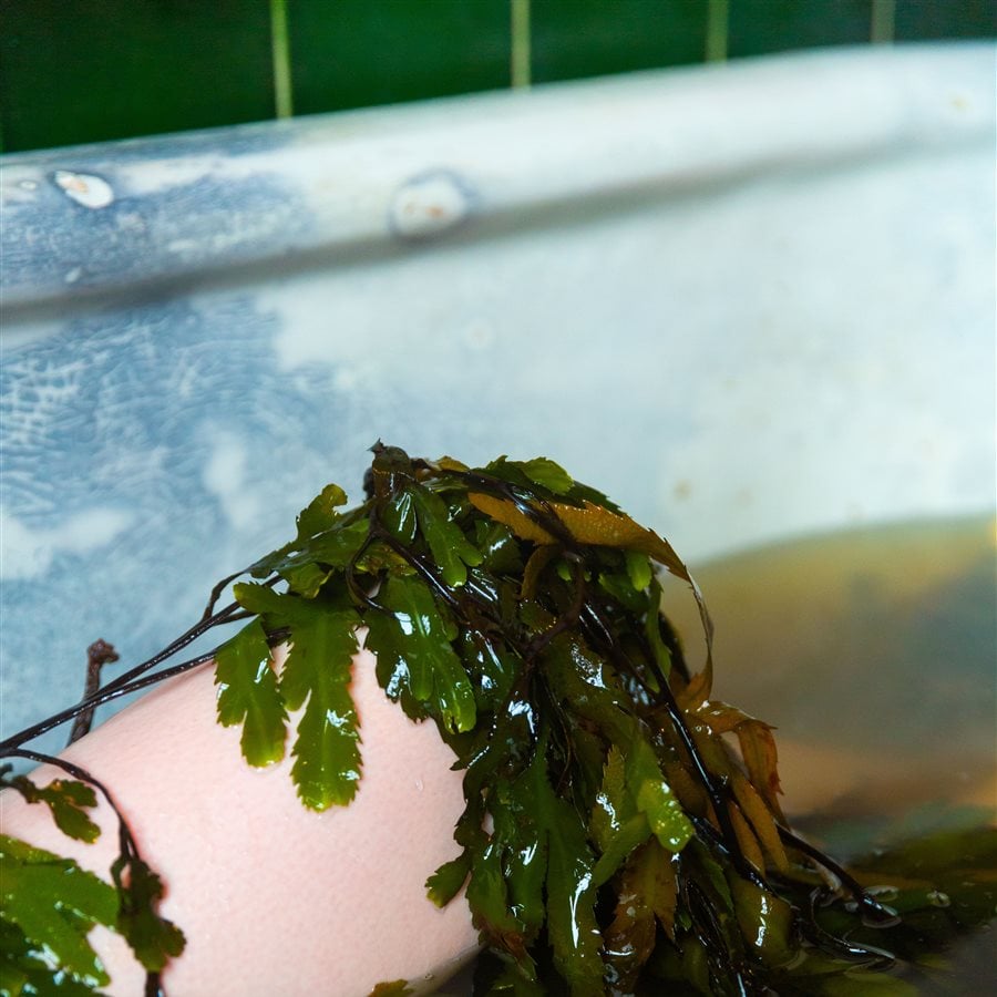 Kilcullen Seaweed Baths, Enniscrone, Co 