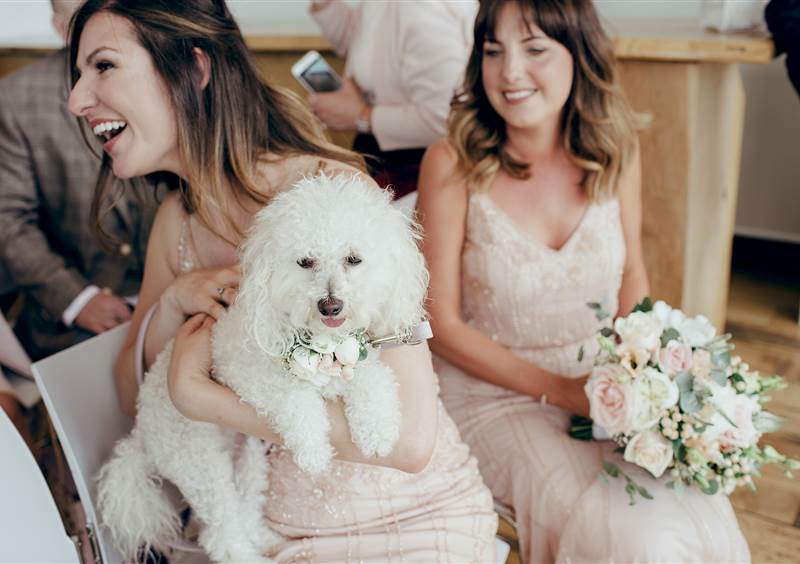 wedding celebration with dog at Hope Street Hotel