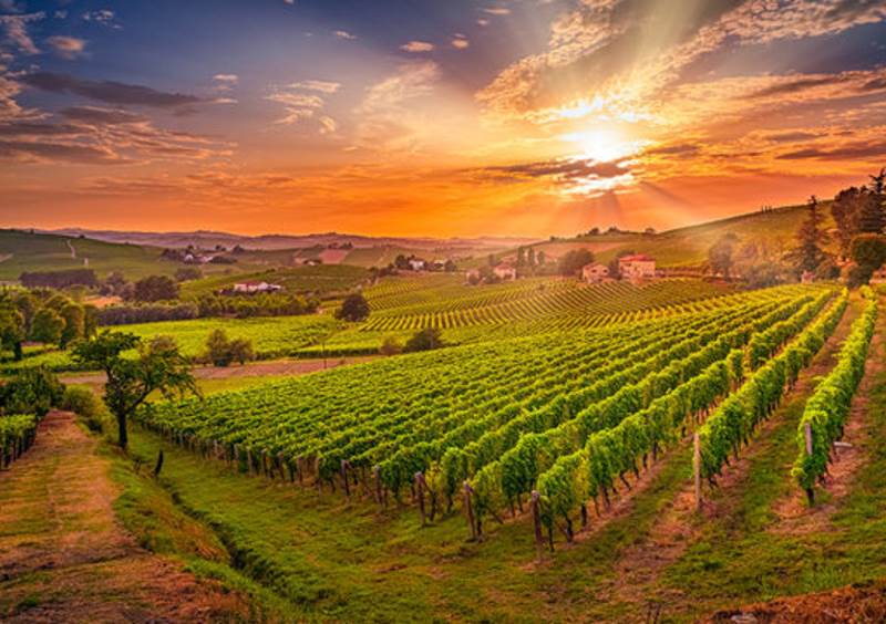 Autumn Wine Events Liverpool - Italian vinyard