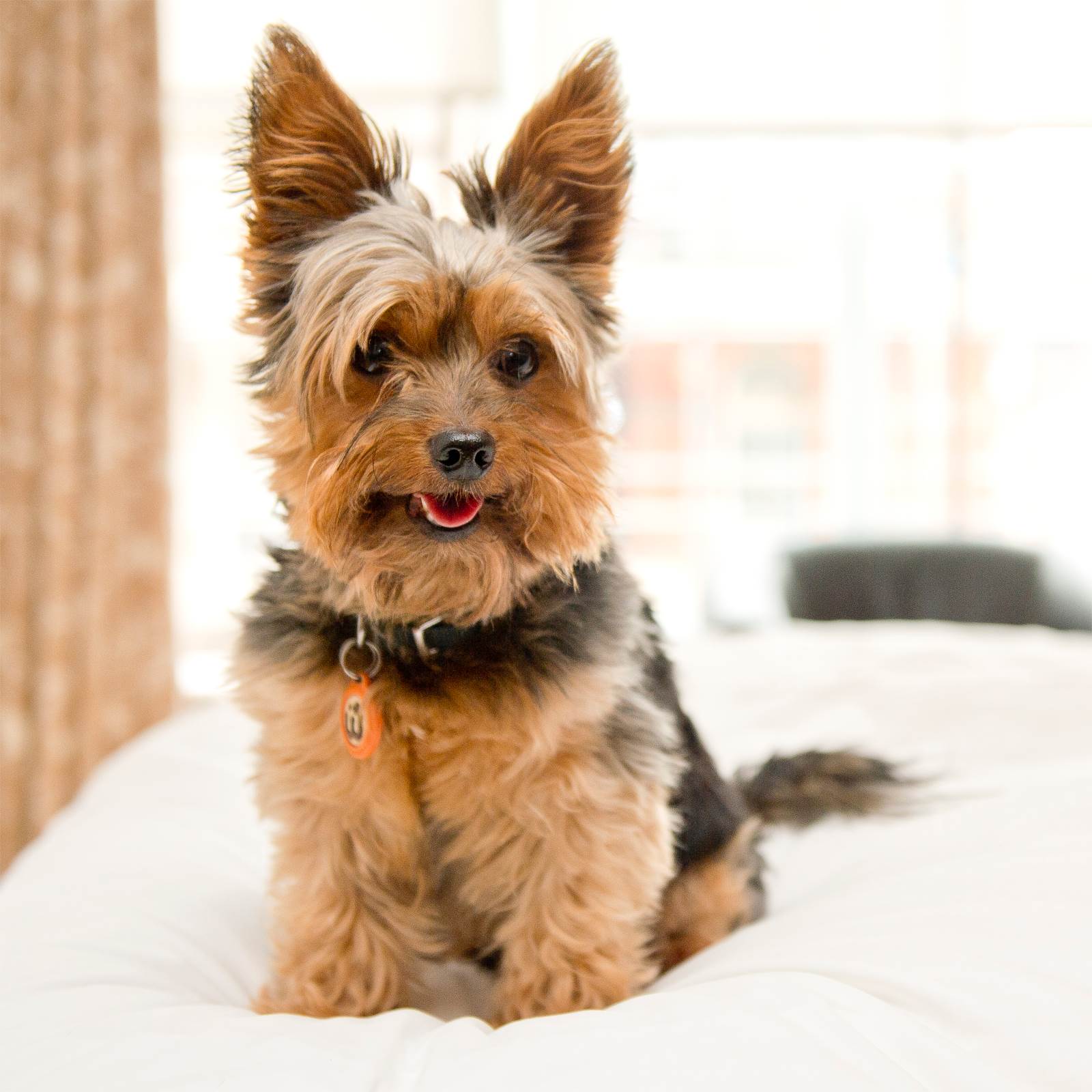 Dog Friendly Hotels in Liverpool City, UK