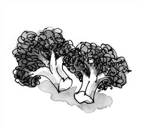 Brocolli