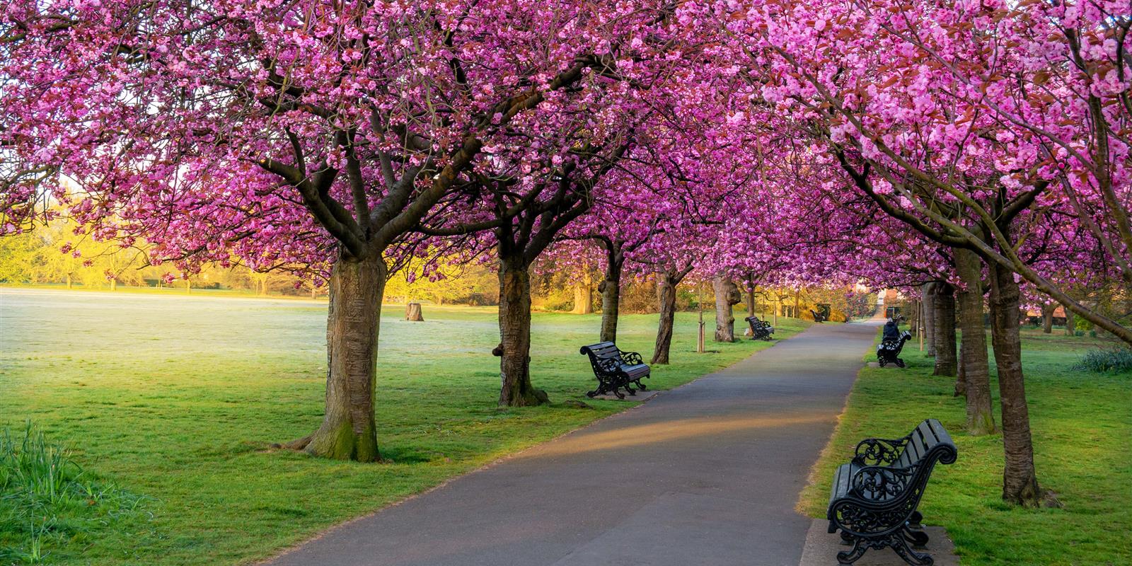 blossoms battersea park