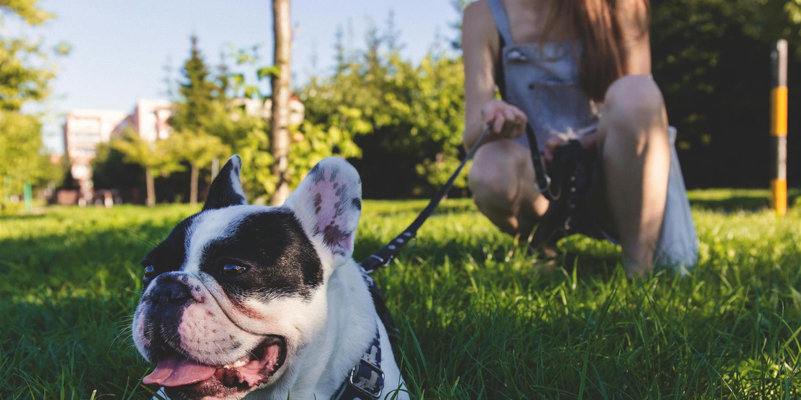Top 8 Dog-Friendly Things to Do in London
