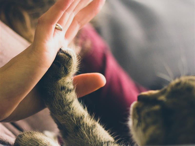 Pet Friendly Hotel in Bloomsbury