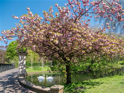 blossoms hyde park