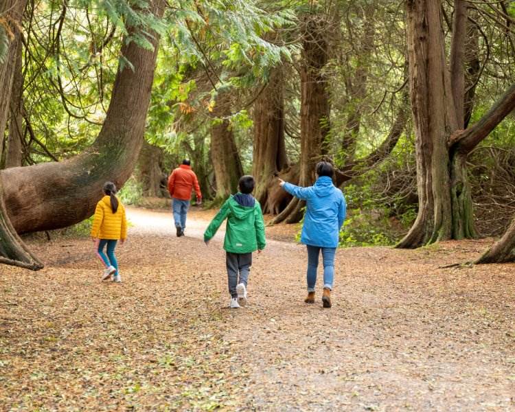 Lough Key, Forest and Activity Park, For