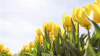 Easter Holidays 2025 Westport - Tulips Yellow