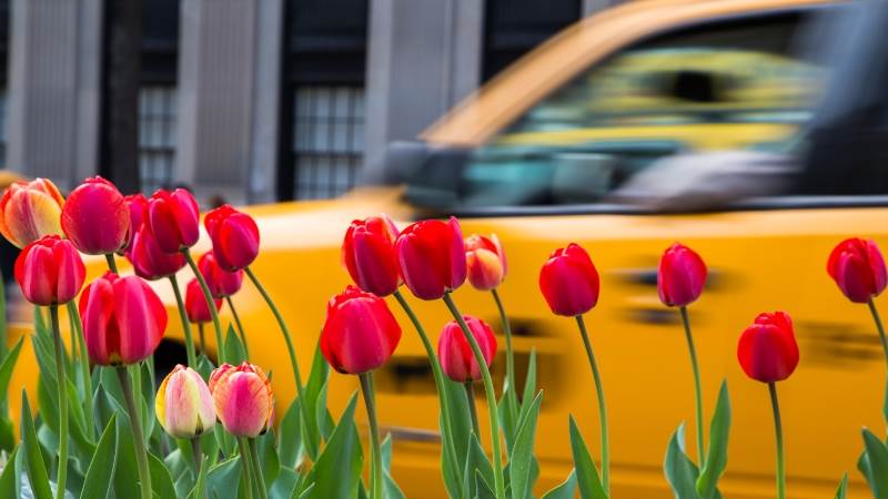 NYC Taxi Spring