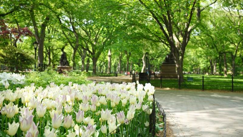 Spring Central Park in NYC