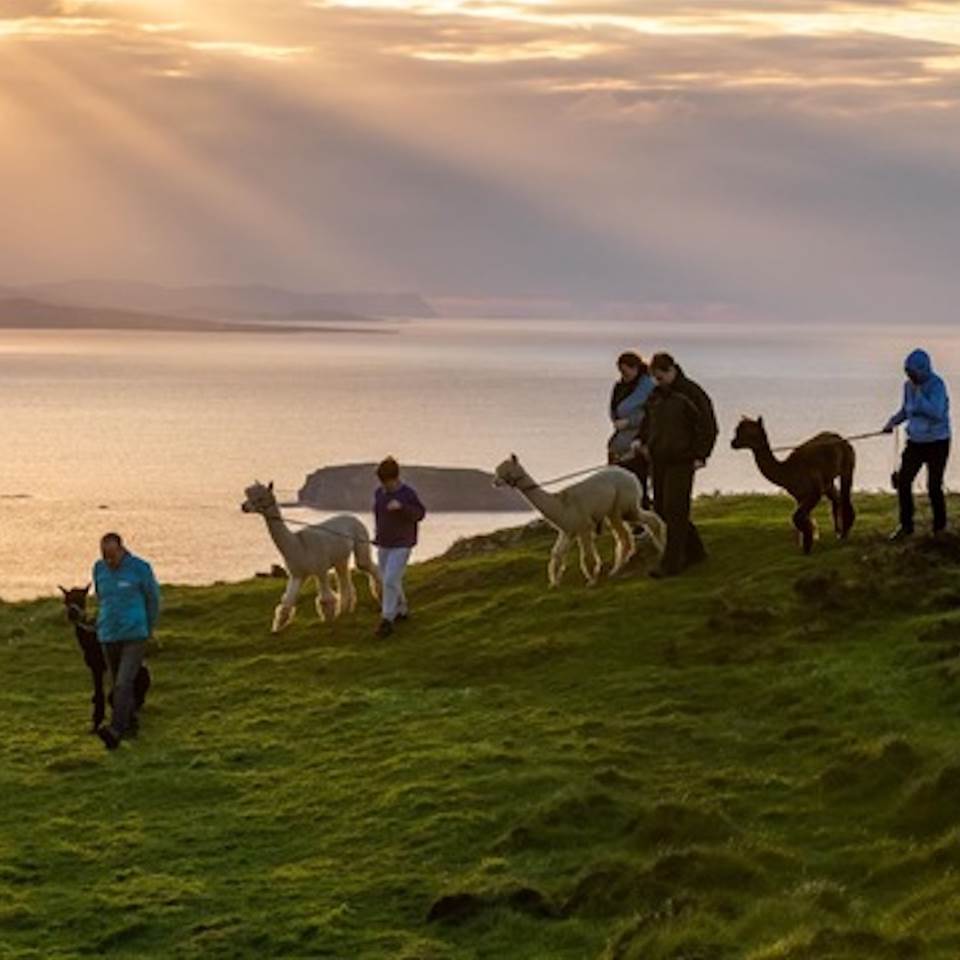 Wild Alpaca Way in Donegal