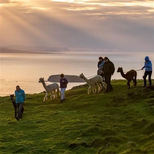 Wild Alpaca Way in Donegal