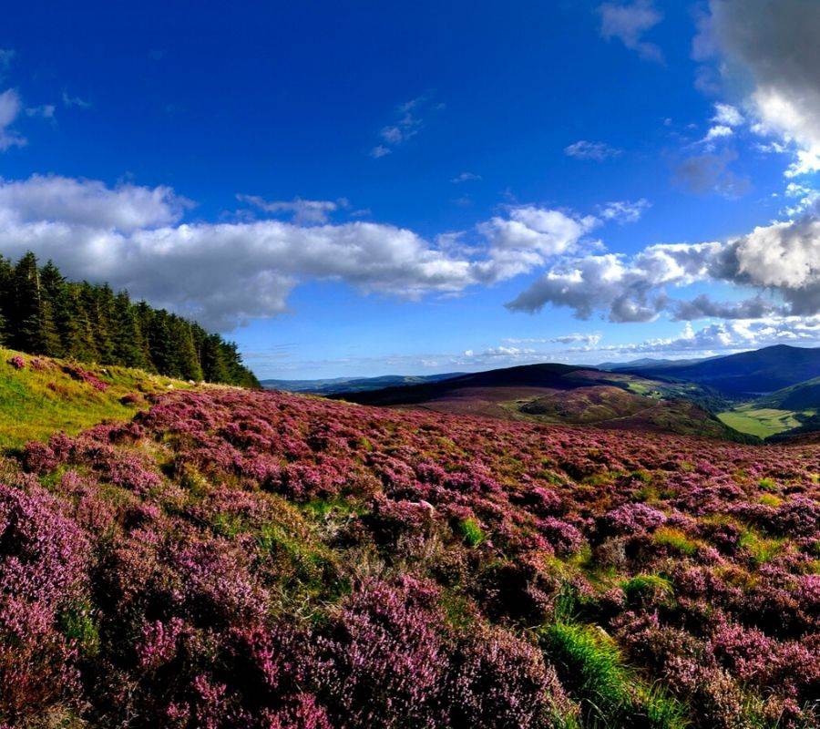 Wicklow Mountains