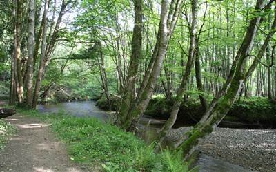 River Walk on Powerscourt Estate   