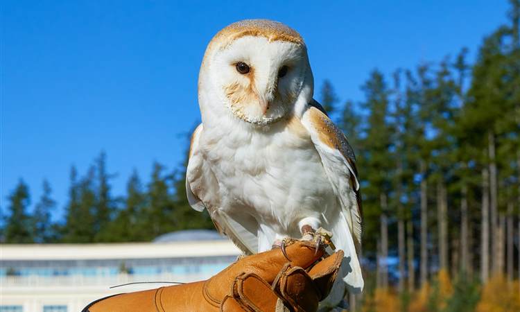 Powerscourt Falconry Nov 2020 4500px  4