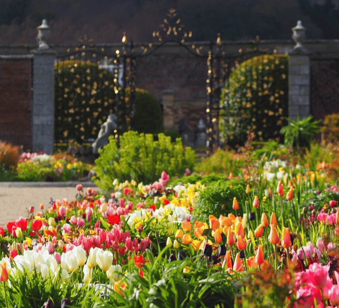 tuplis cred Tom Pier