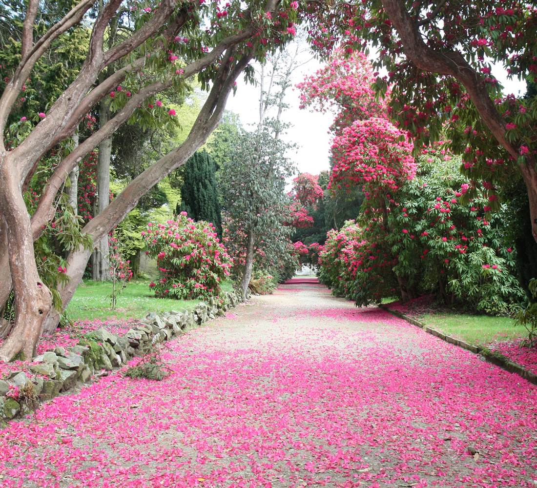 Kilmacurragh 1   Copy