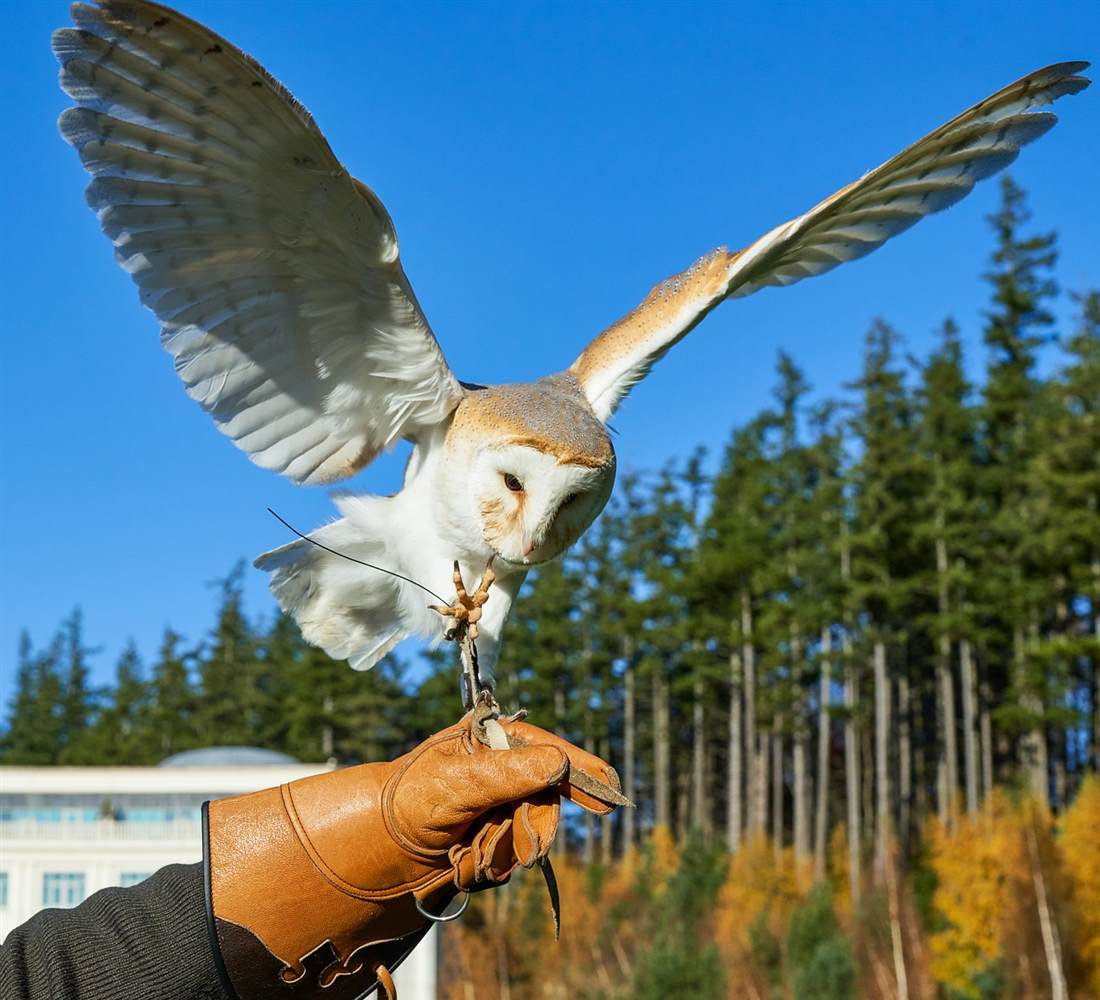 Powerscourt Falconry Nov 2020 4500px  2