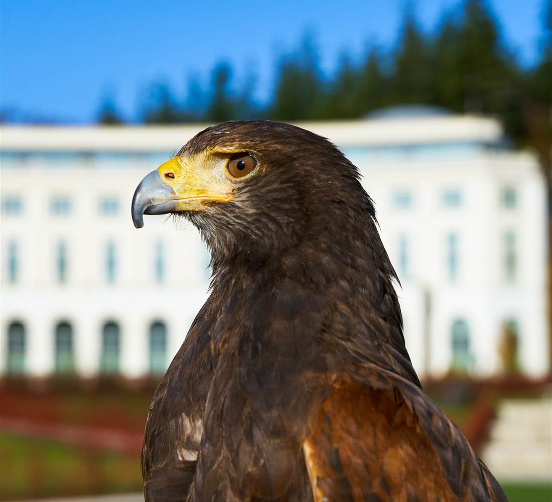 Powerscourt Falconry Nov 2020 4500px  22